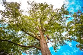 Best Fruit Tree Pruning  in Alum Rock, CA
