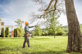 Best Lawn Disease Treatment  in Alum Rock, CA