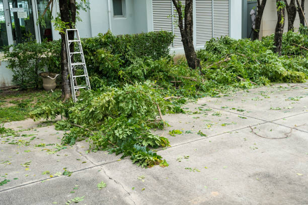 Best Tree Health Inspection  in Alum Rock, CA