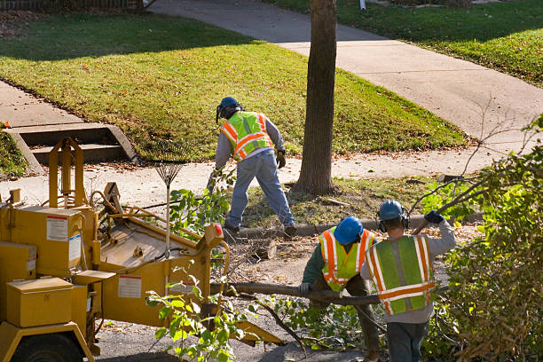 Best Tree Disease Treatment  in Alum Rock, CA